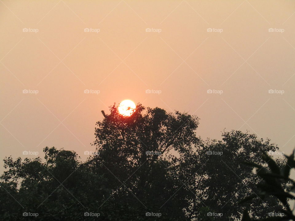Beautiful sunset through tree