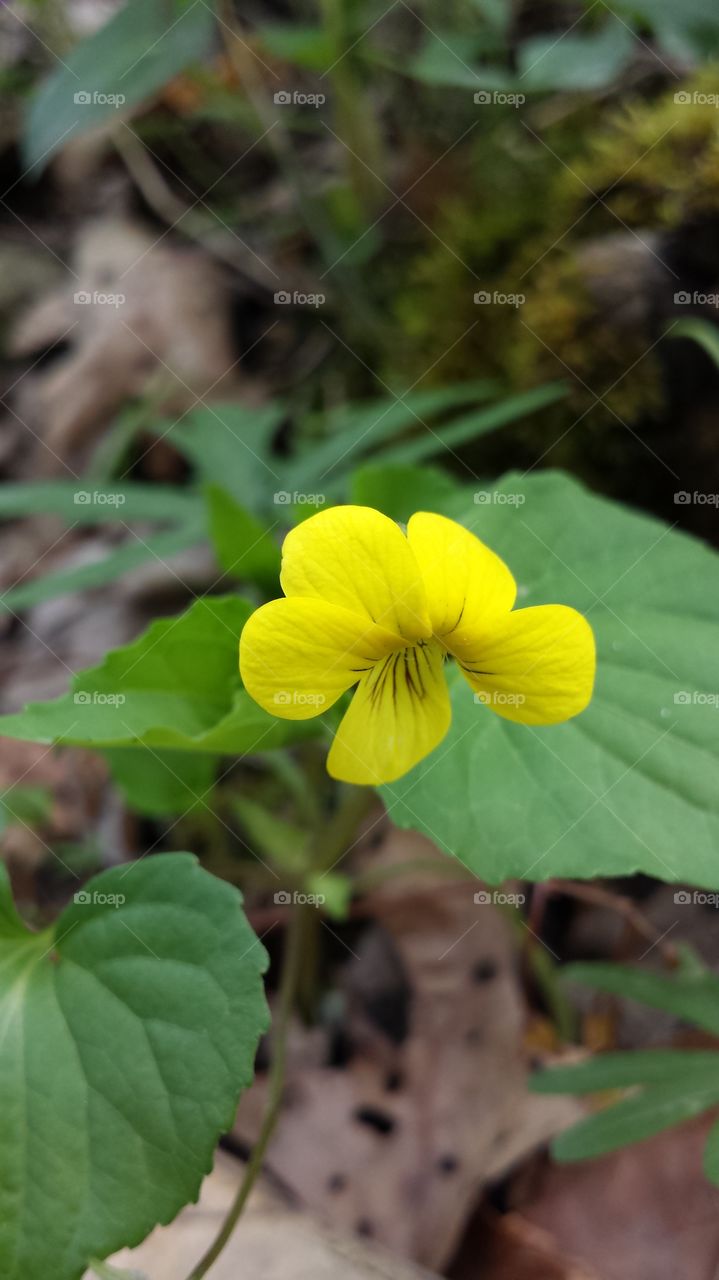 Yellow Violet