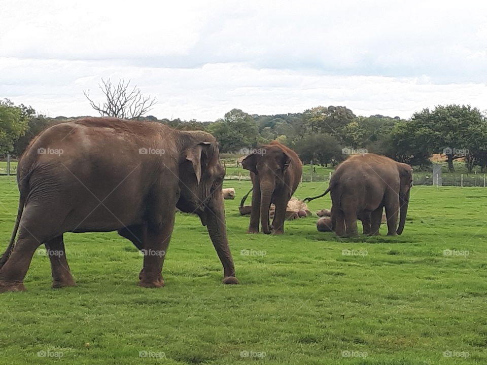 Elephant, Mammal, No Person, Wildlife, African Elephant