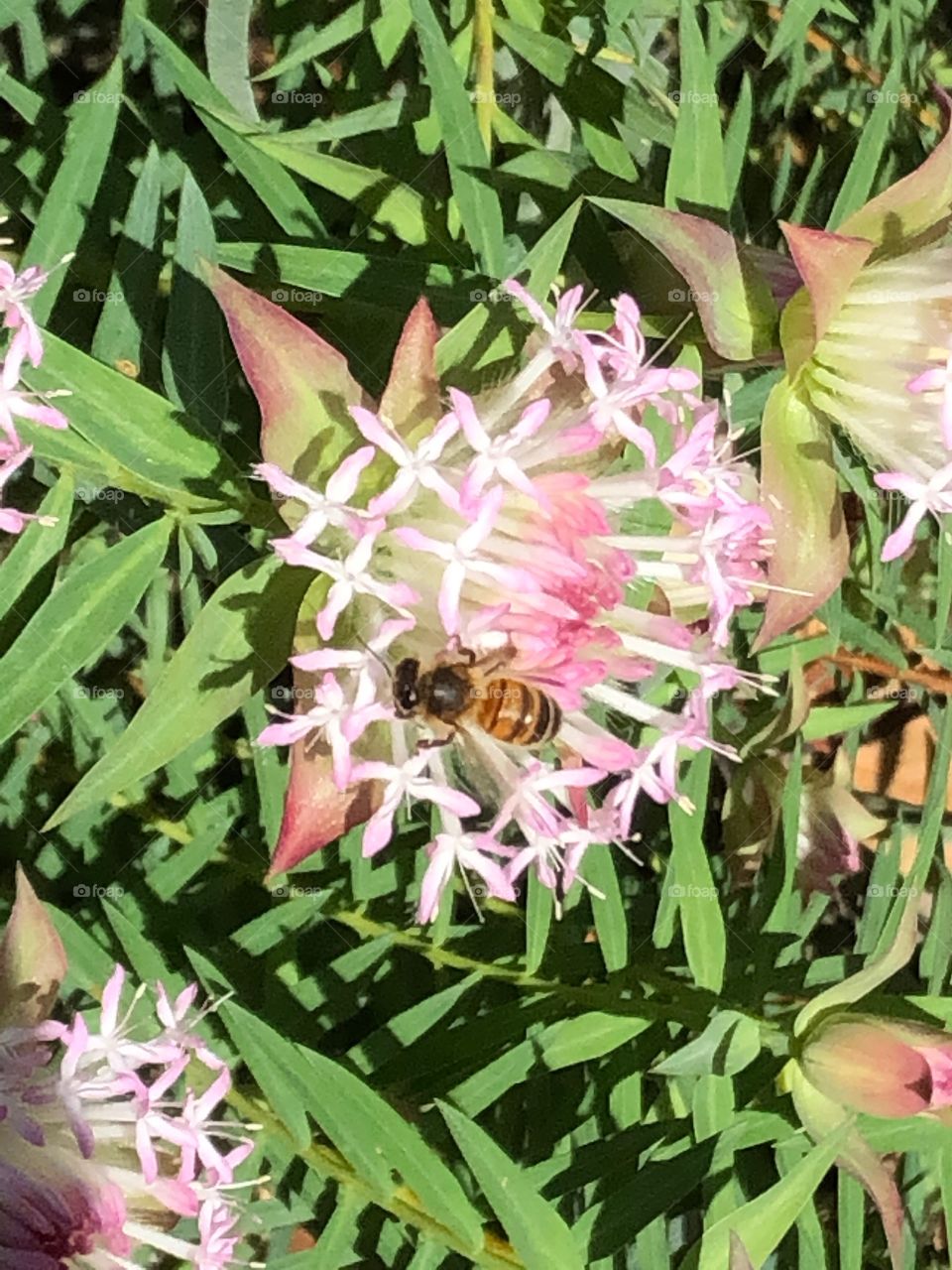Wildflower with a bee, Western Australia 