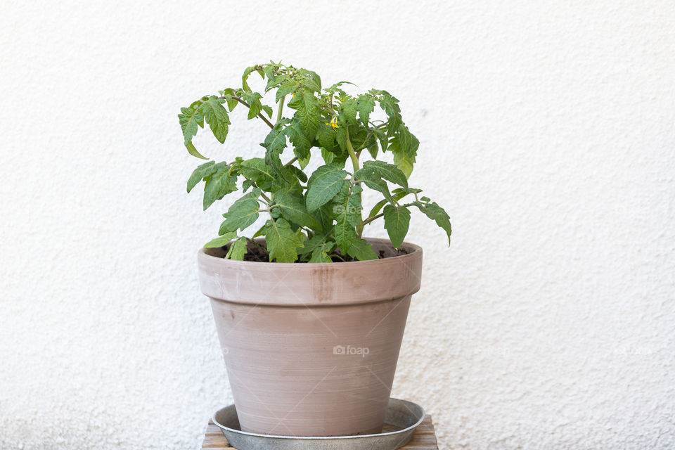 Growing tomatoes in flower pot outdoors 