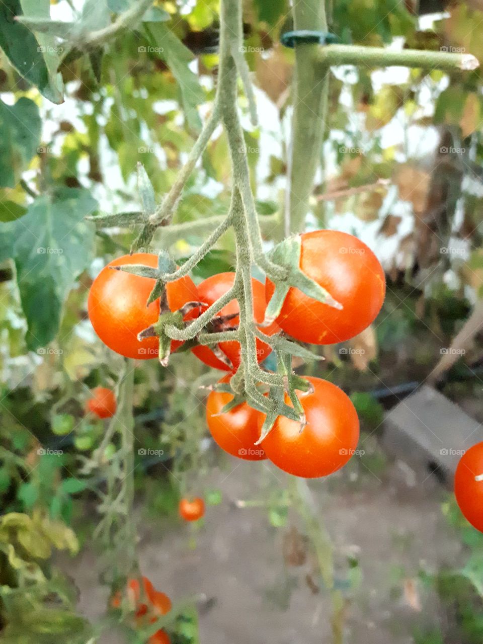 tomatoes from my garden