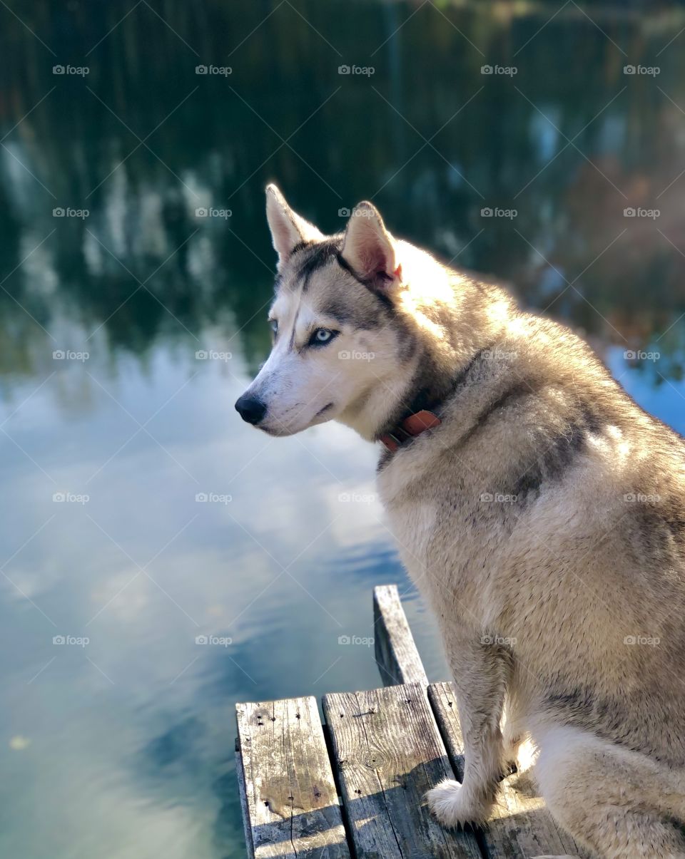 Husky dog looking away sitting on wooden pier in sunlight overlooking calm lake