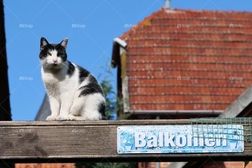 cat on beam