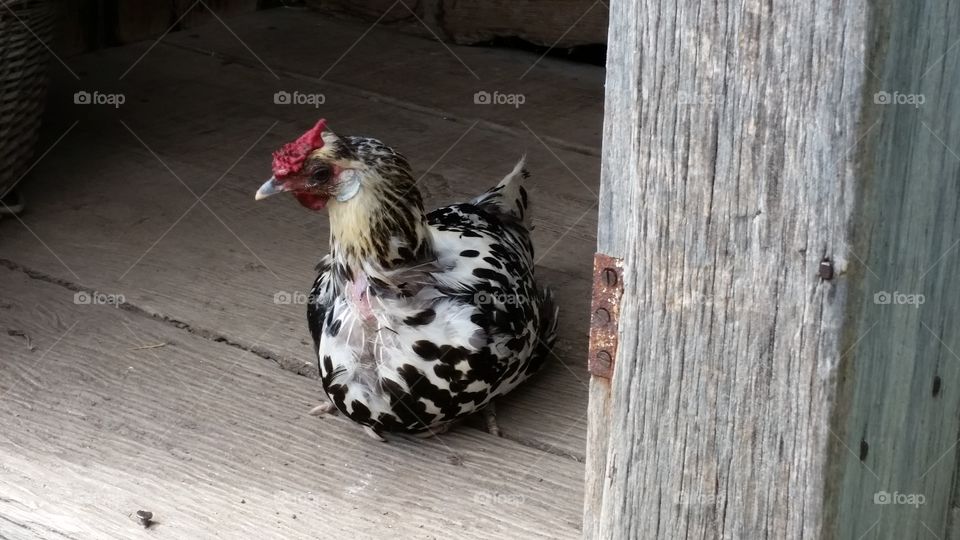 Chicken hanging out