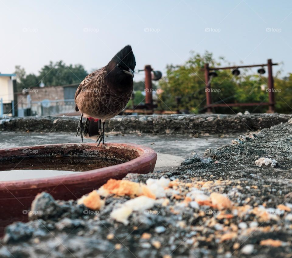 Bulbul bird taking off after drinking water