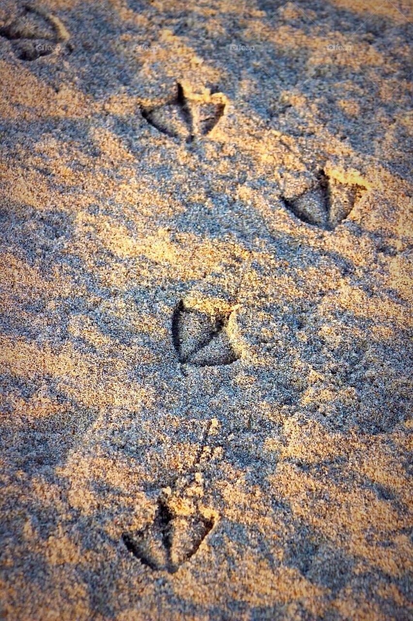 Seagull Footprints