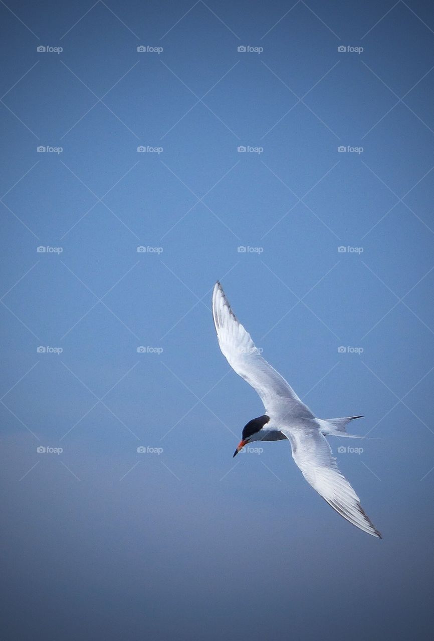 Tern in flight