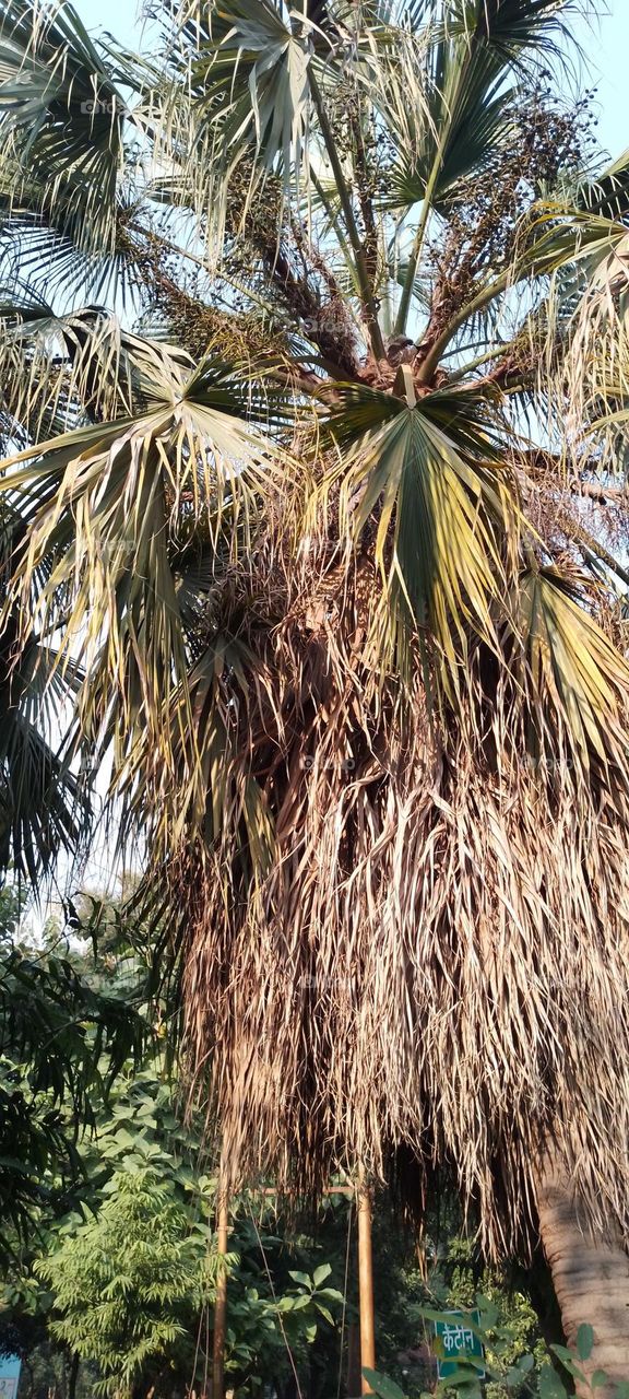 palm tree