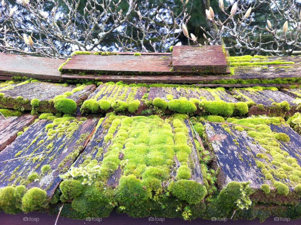 Moss Top