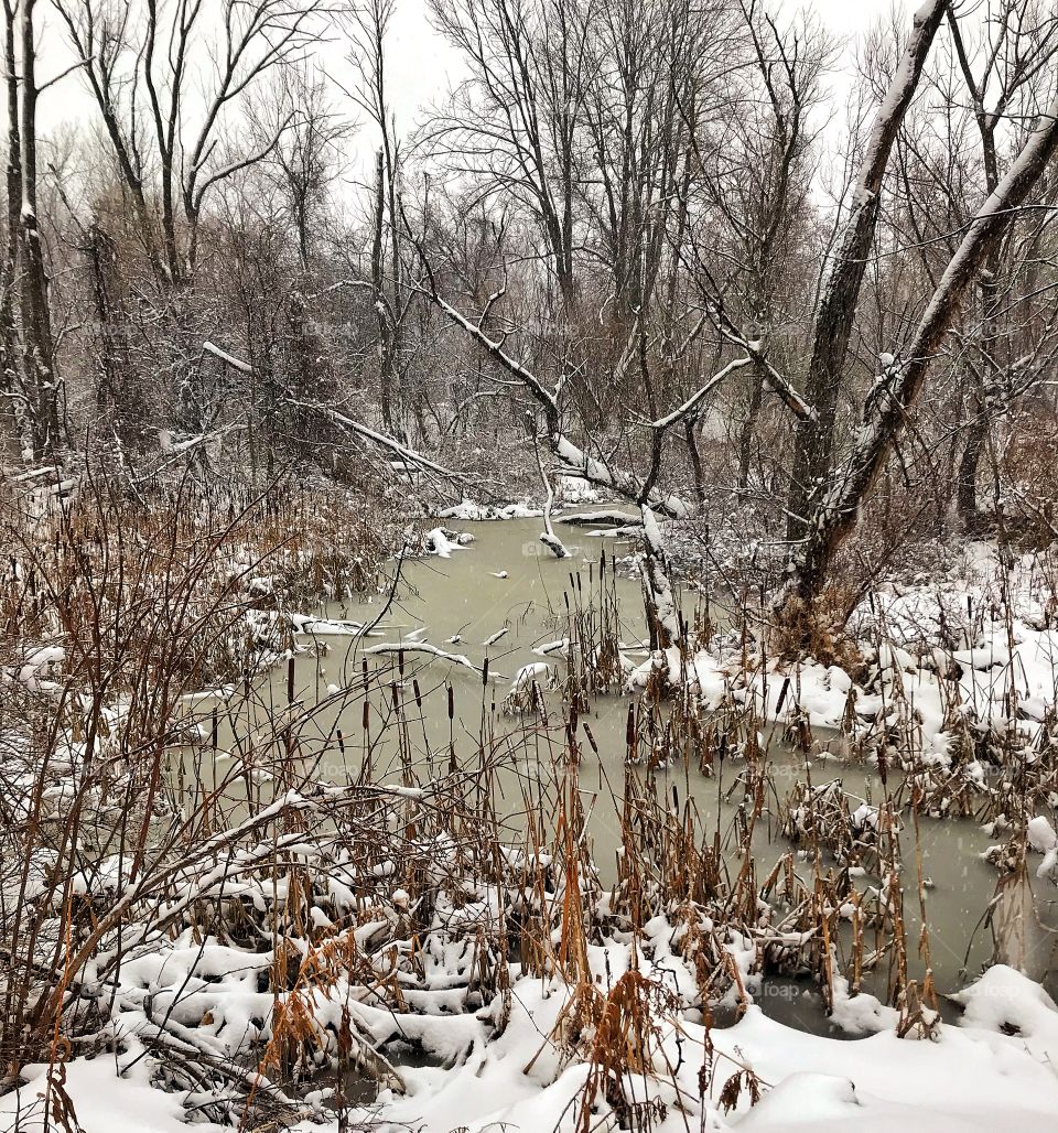 Winter pond