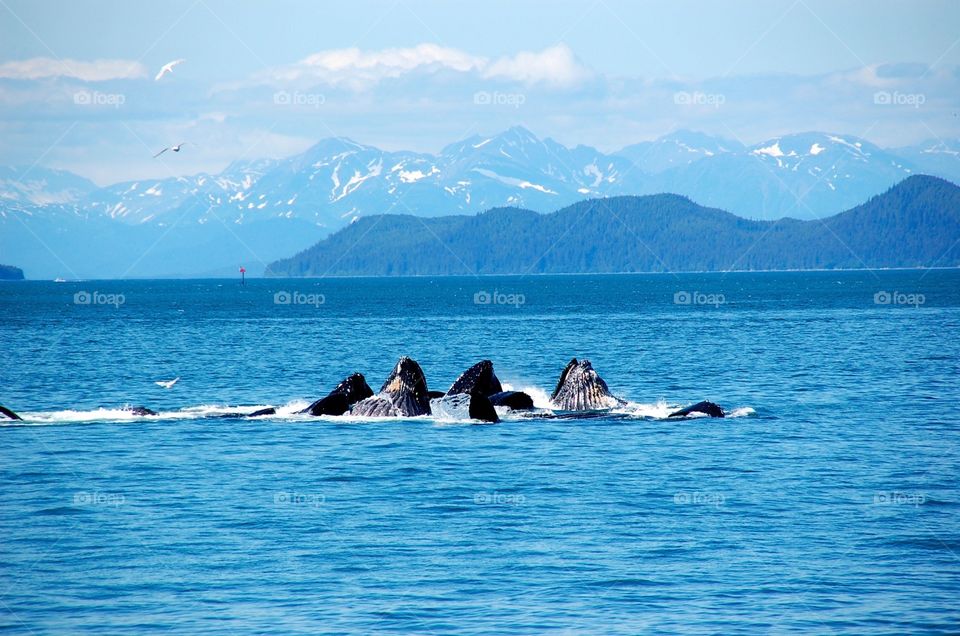 Breaching whales 