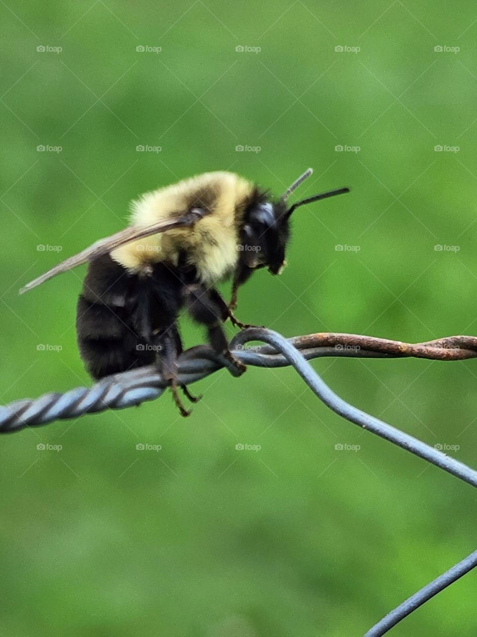 Bee on Fence