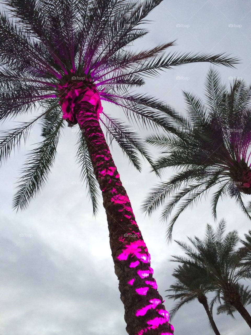 Tropical purple lights in Palm tree 