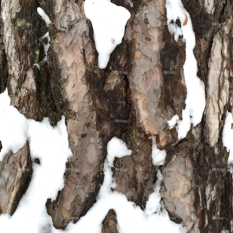 Pine
