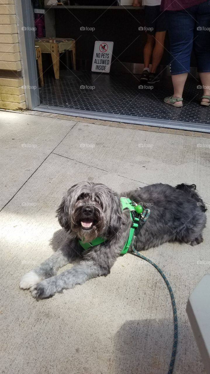Tibetan Terrier outside on leash because no dogs allowed inside