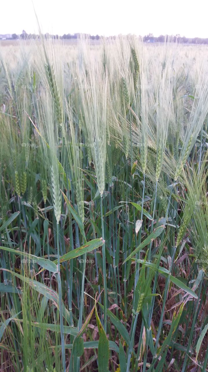 In the middle of green wheat spikes