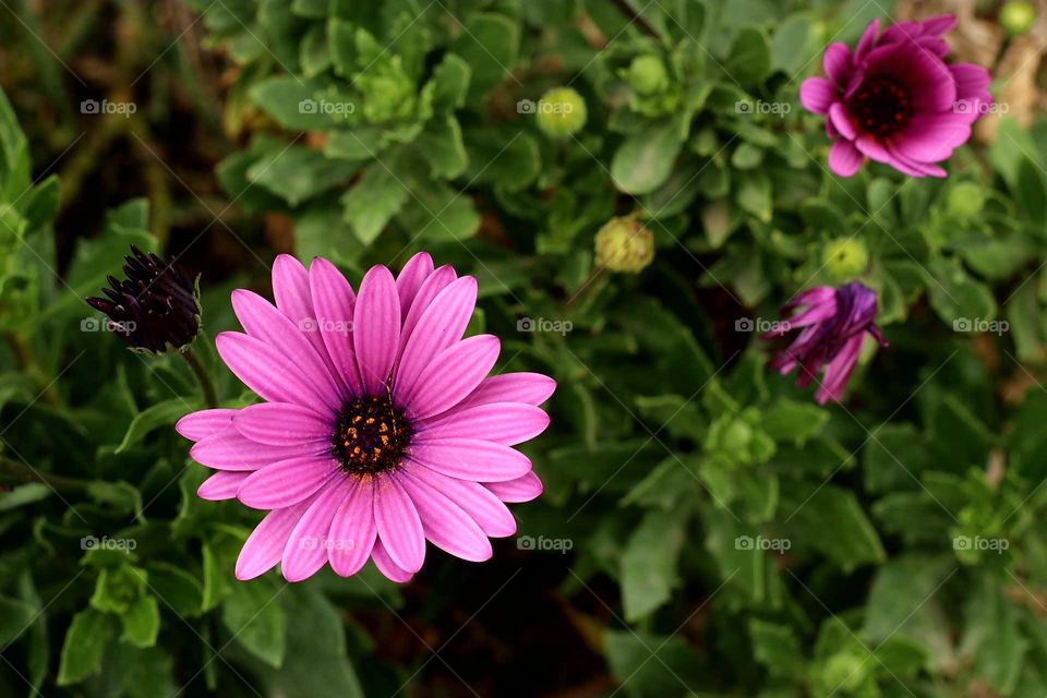 purple flower