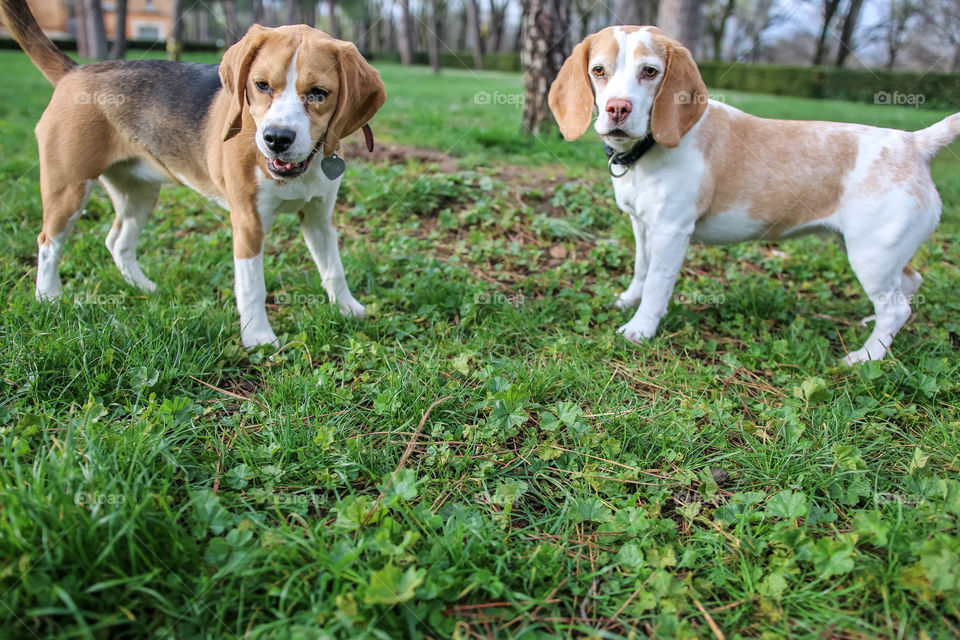 Beagle Friends