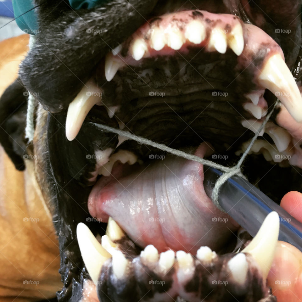 Dog being intubated for surgery. Open wide!