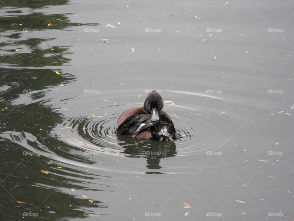 A duck in the water,  cleaning its  feathers