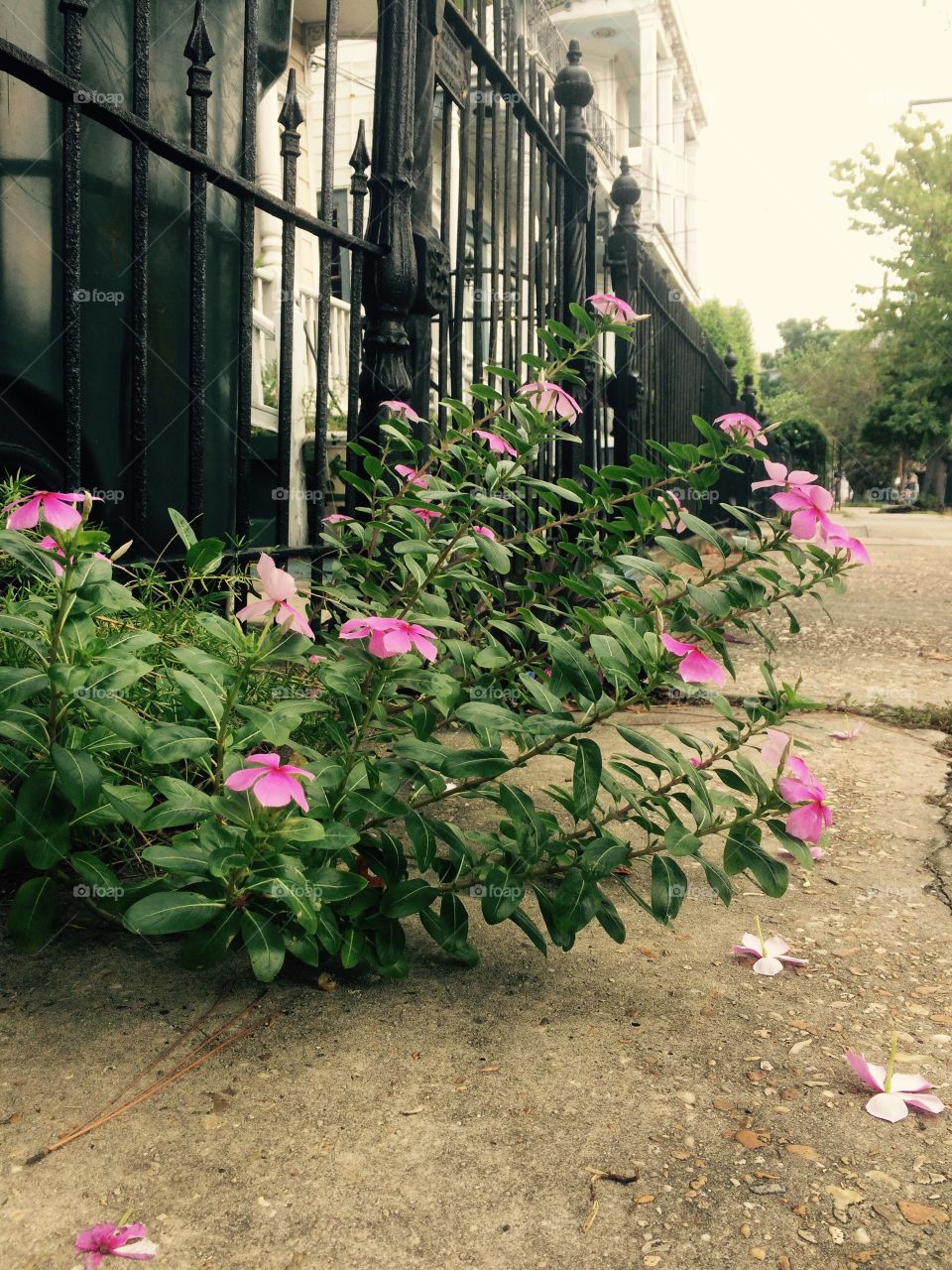 Many residential streets of New Orleans' Garden District are lined with wrought iron fences and beautiful gardens. 