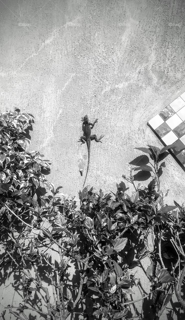 i want to sell this photo because this reptile looked beautiful in this shot, capturing it on my phone made me love it the more.