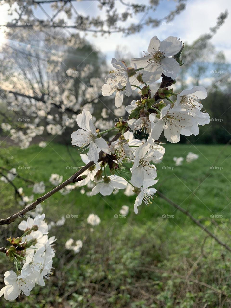 detail of a flowering wild cherry branch in a rural context, photo with bokeh effect