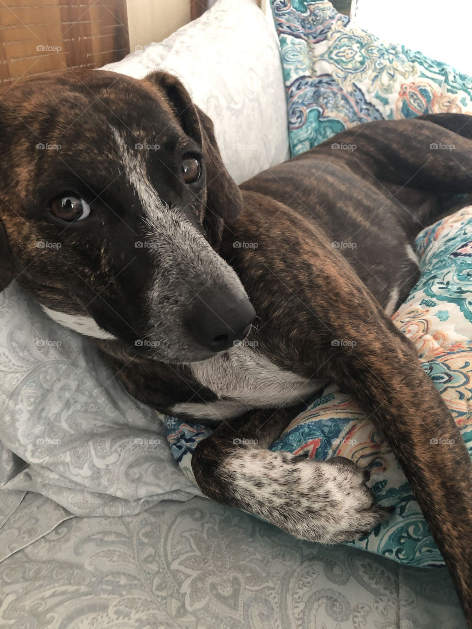 Puppy knows she shouldn’t be on Mommy’s pillow