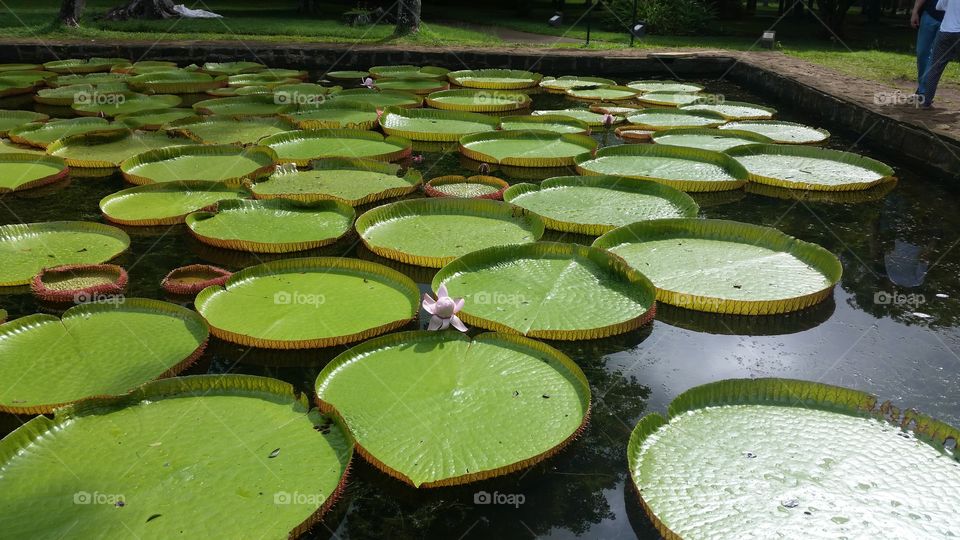 The bigest water lilies in the world. Mauritius Island - bot