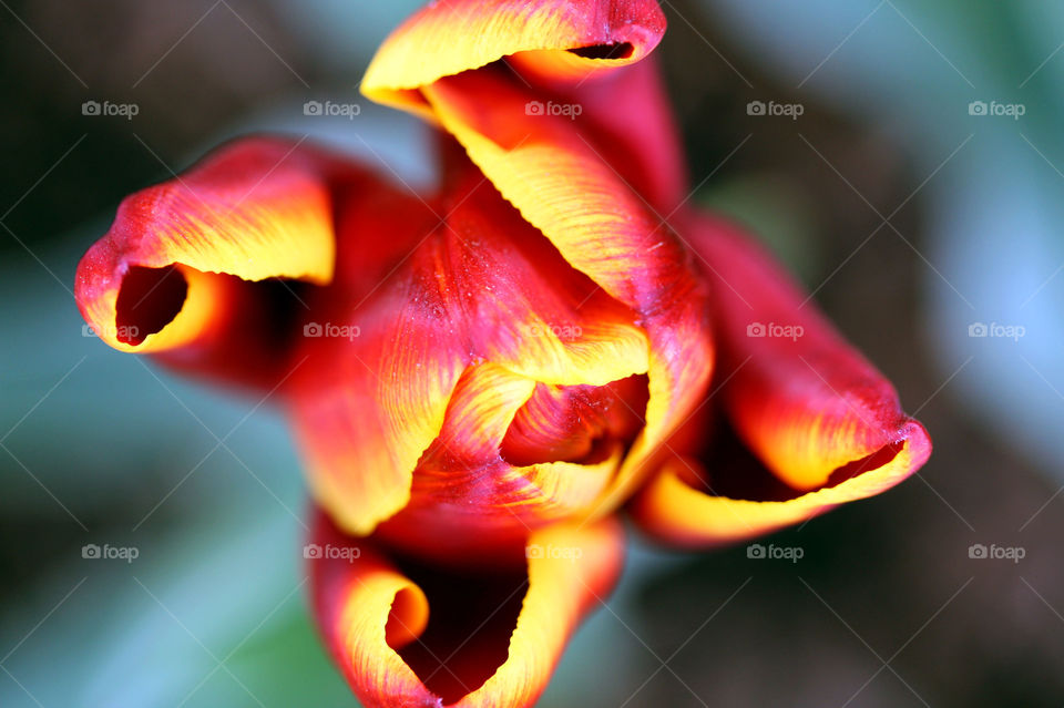 Intricate petal pattern of a bright red and yellow tulip 