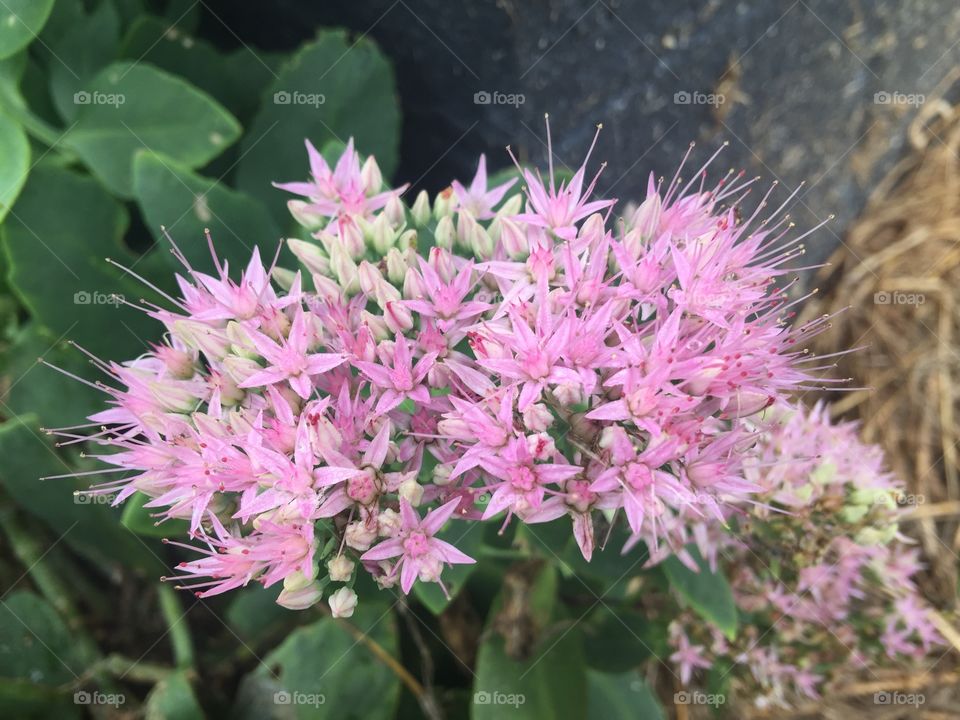 Pink flowering plant 