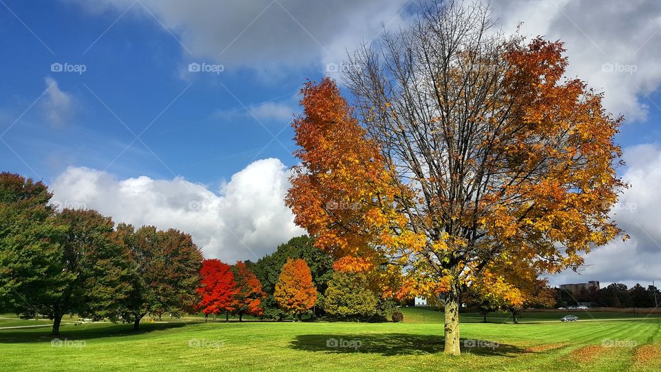 Colorful fall