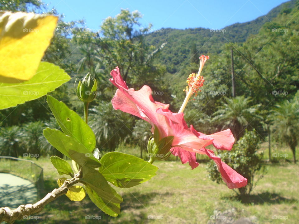LEAVES, FLOWERS, ENVIRONMENT, PLANT, GARTEN.