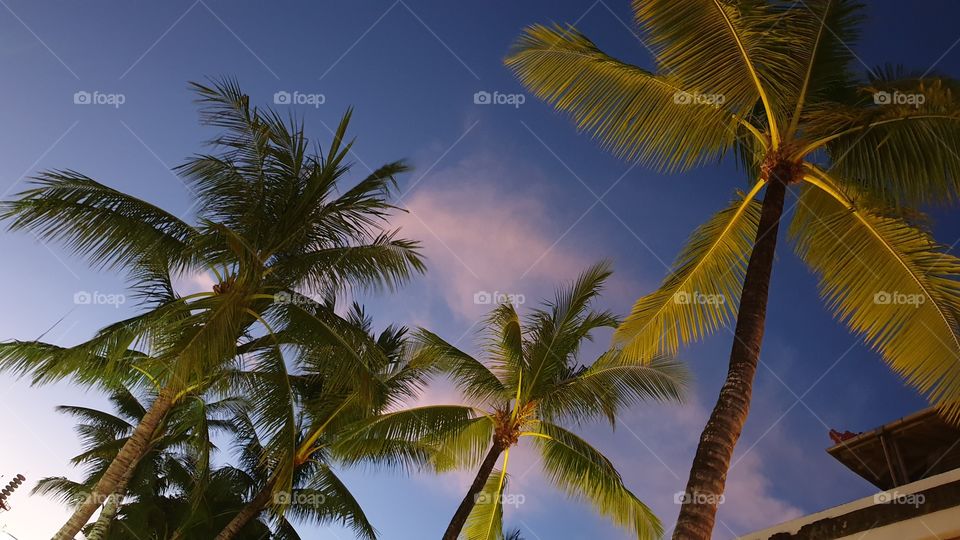 Palms at sunset, Bali Kuta