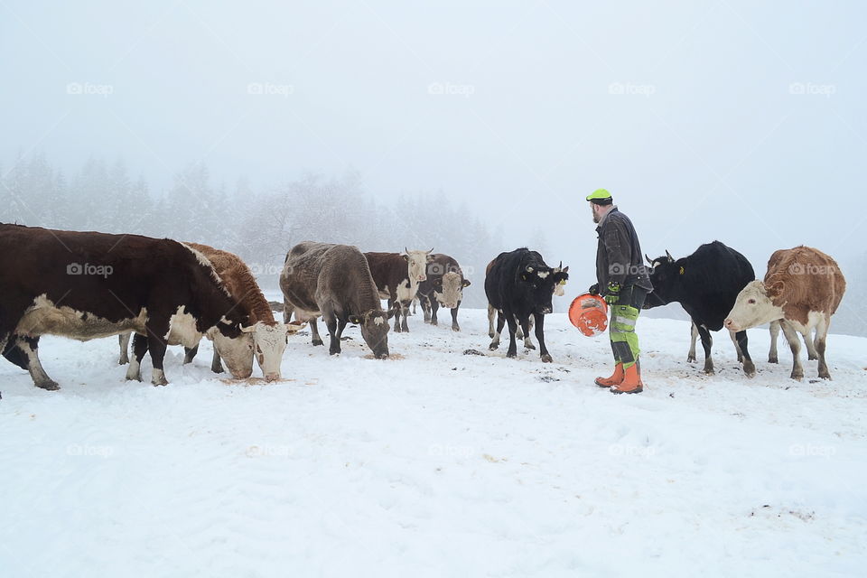 Farmer with his cattle