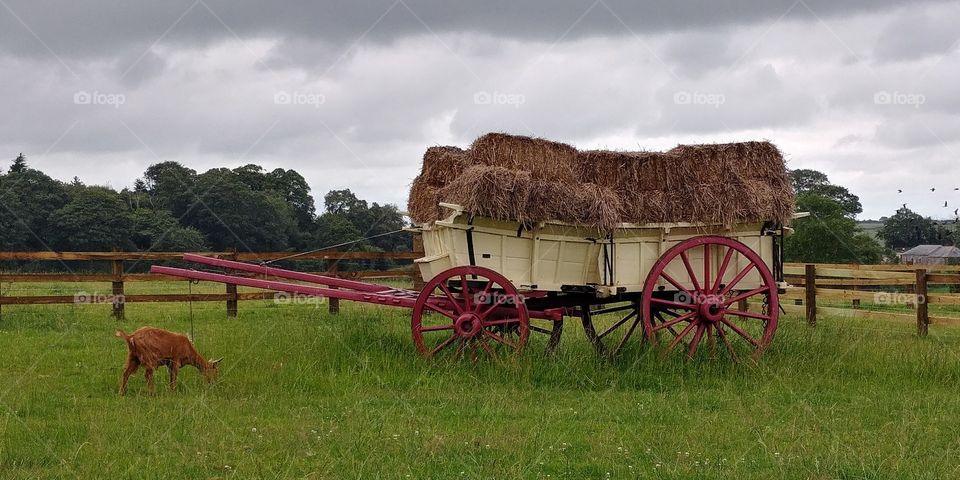 old style horse drawn hay wagon in field