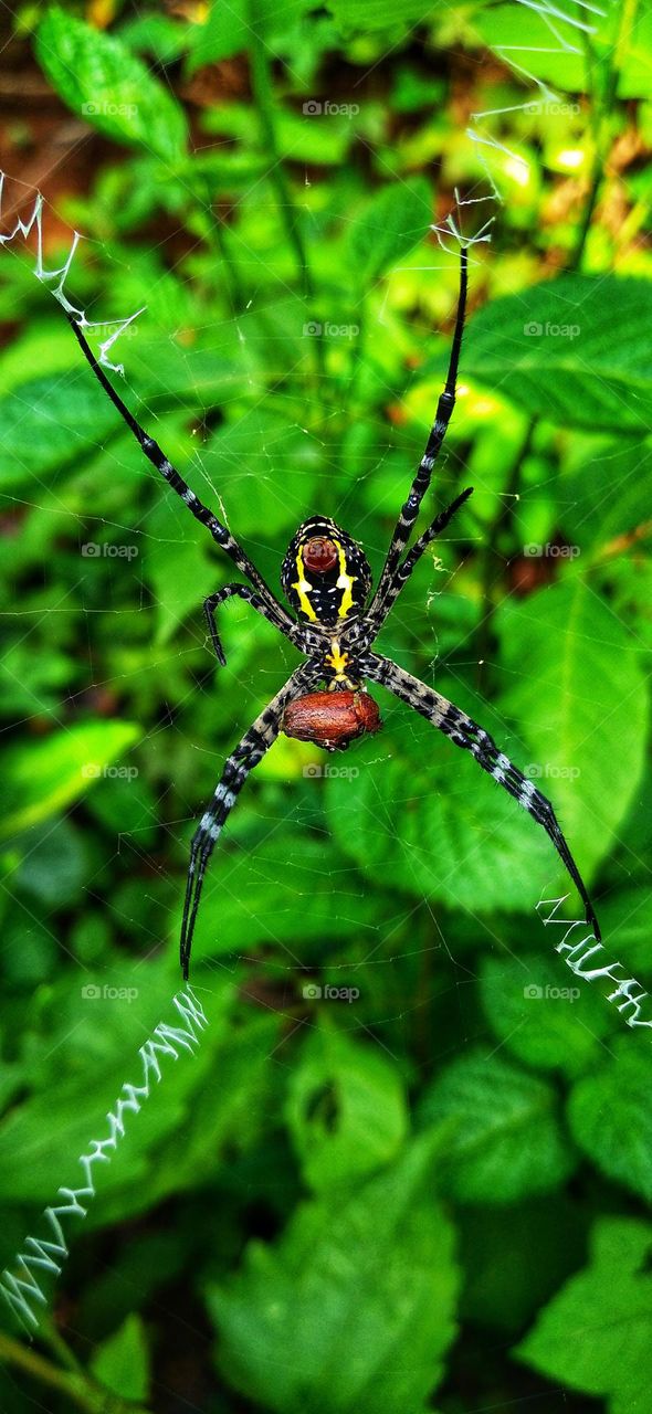 The little spider is eating its prey