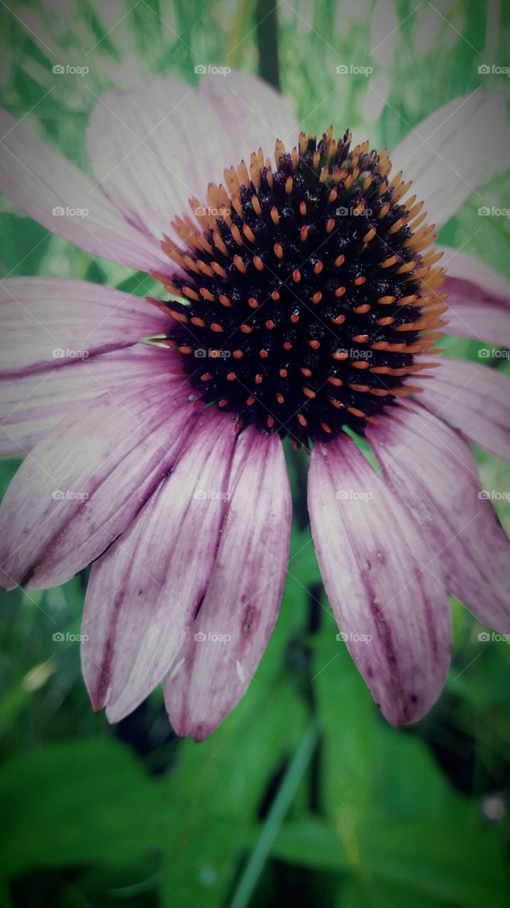 fall flowers