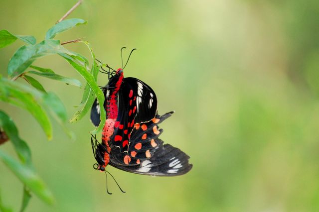 butterflies