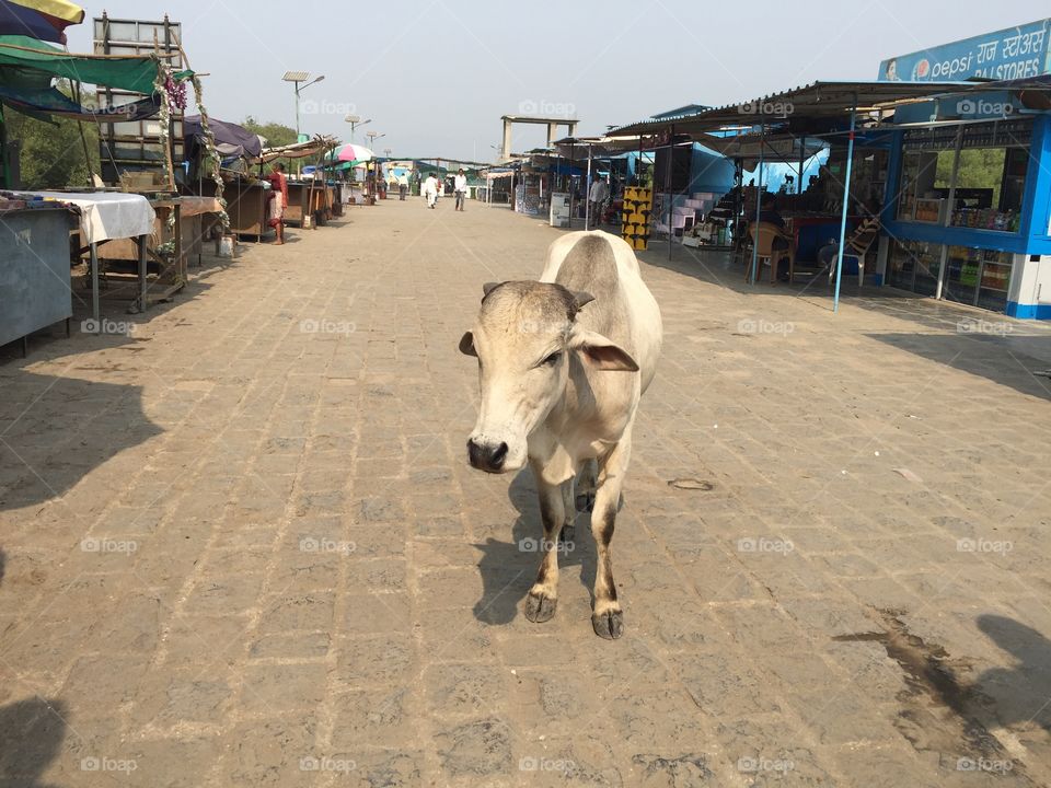 Cows of India 