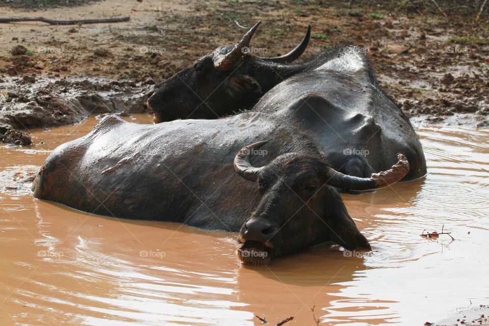 An animal's eyes have the power to speak a great language . they are part of our lives