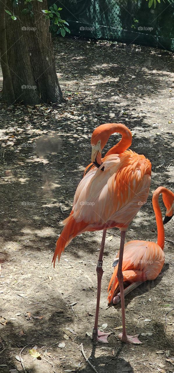 zoo flamingo
