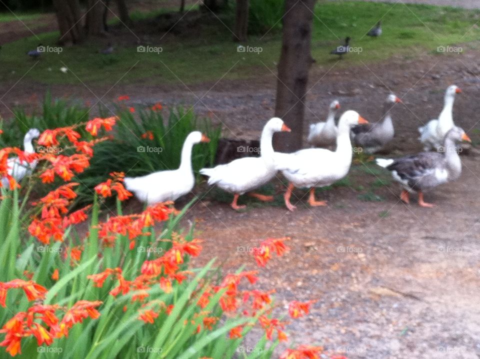 Geese or ducks crossing road 1