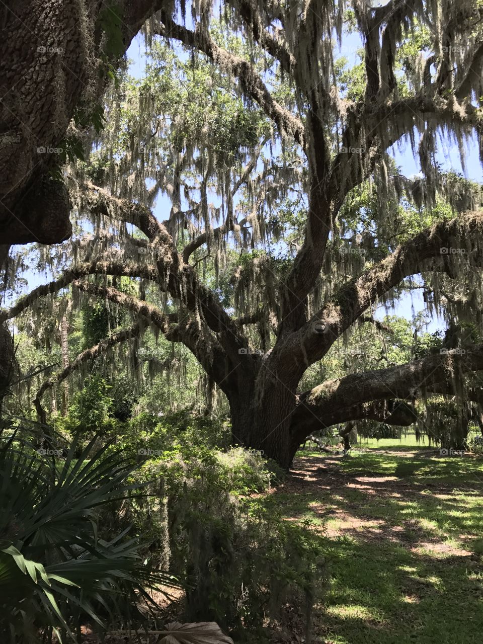 Live oak tree  in Jekyll island 