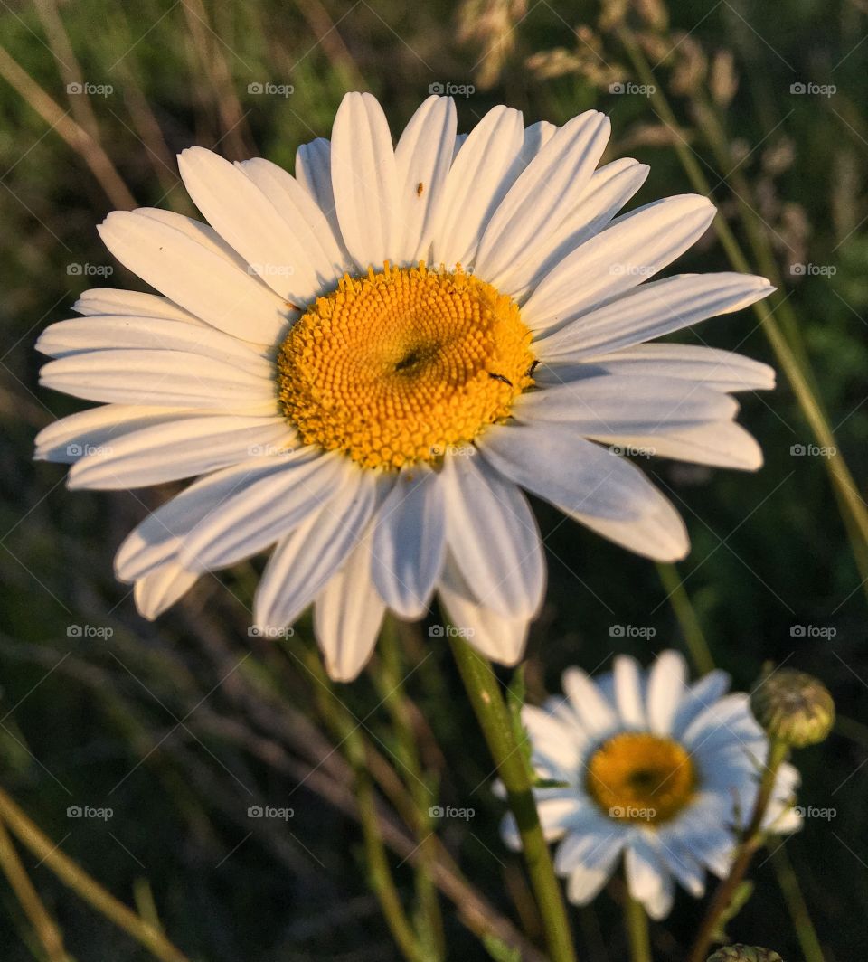 Daisy flower blooming