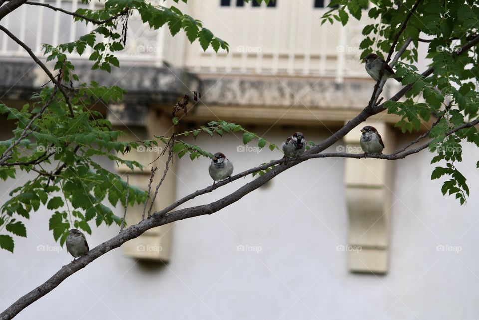 Four Birds on a Limb