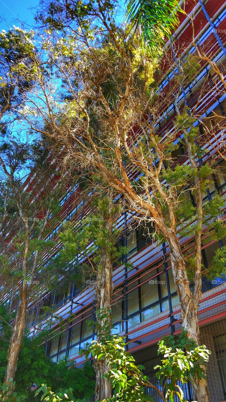 prédio edifício árvores tree