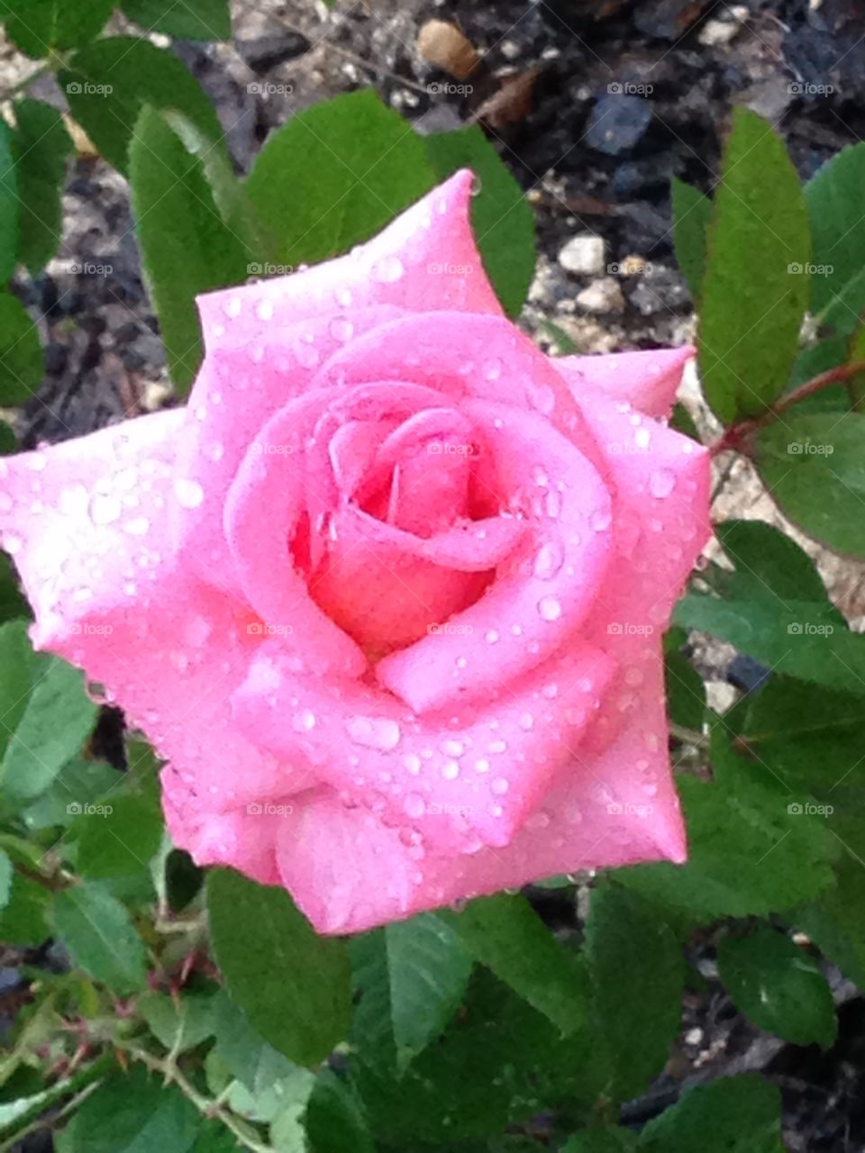 Raindrops on roses