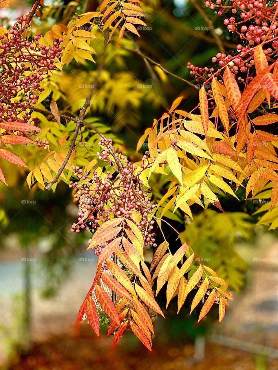 Autumn colors 